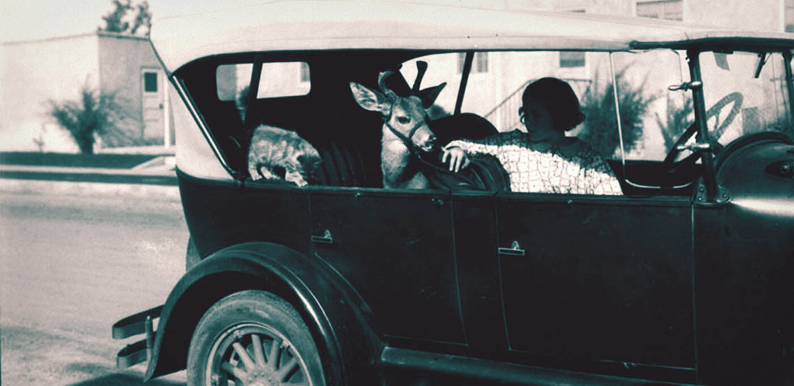 1920s woman in car with pet deer